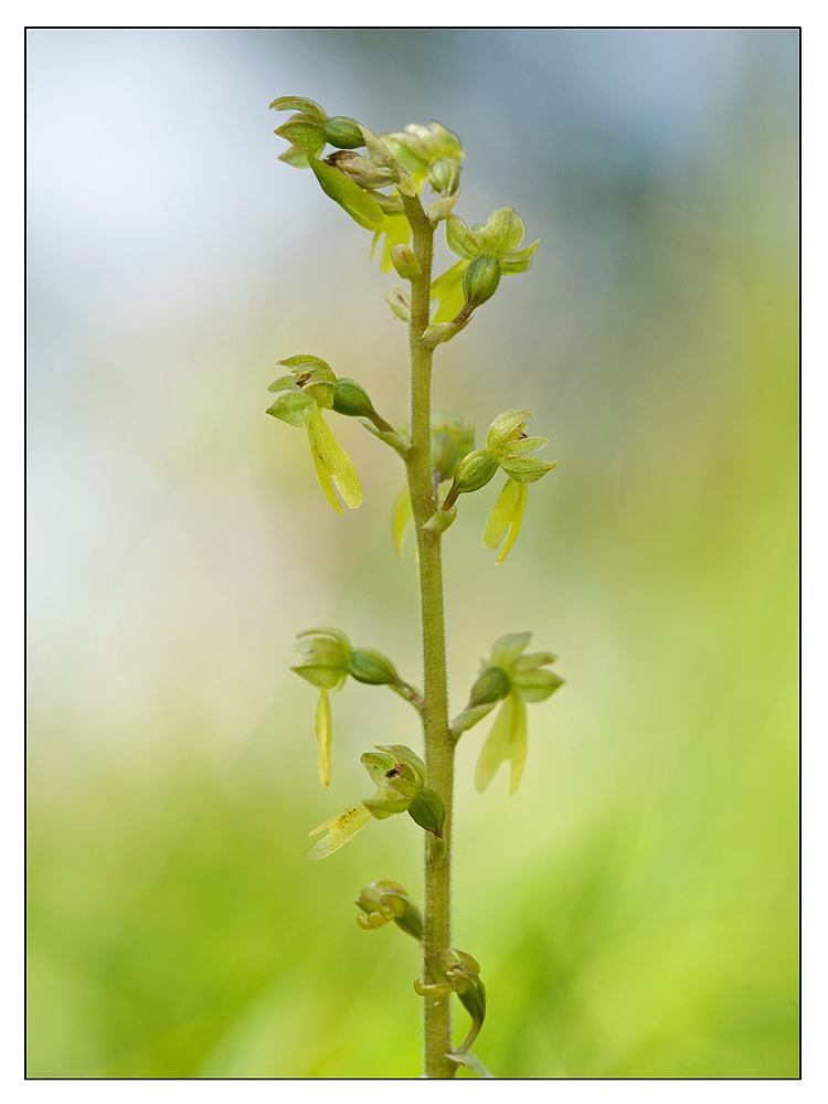 ~Listera ovata~