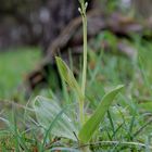 listera ovata - Missbildung der Blätter (3.Blatt) Osthessen 23.5.10