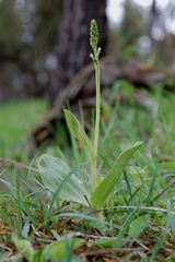 listera ovata - Missbildung der Blätter (3.Blatt) Osthessen 23.5.10