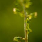 LISTERE A FEUILLES OVALES