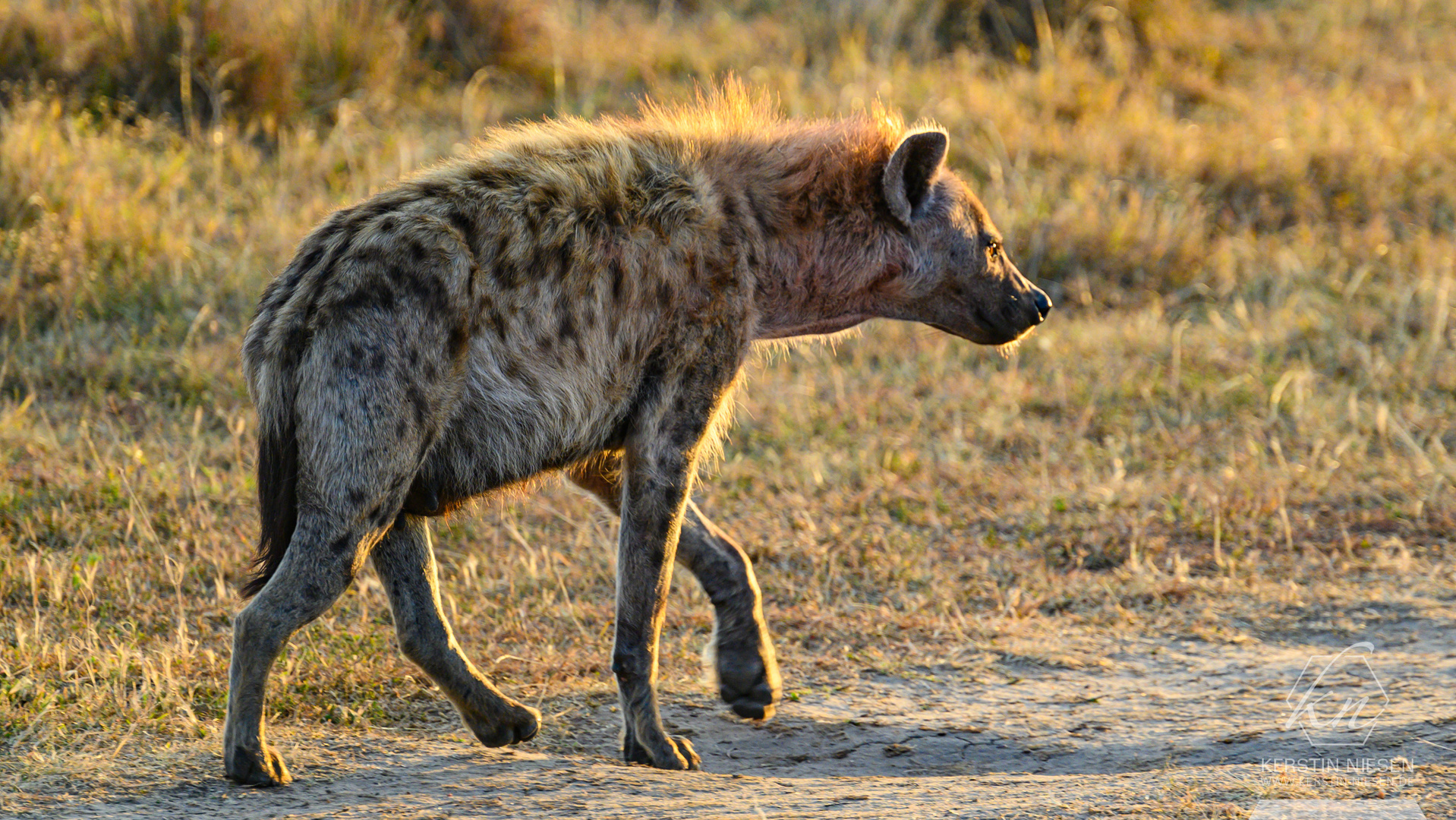 Listige Hyäne in der magischen Abendstimmung der Masai Mara, Kenia.