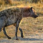 Listige Hyäne in der magischen Abendstimmung der Masai Mara, Kenia.