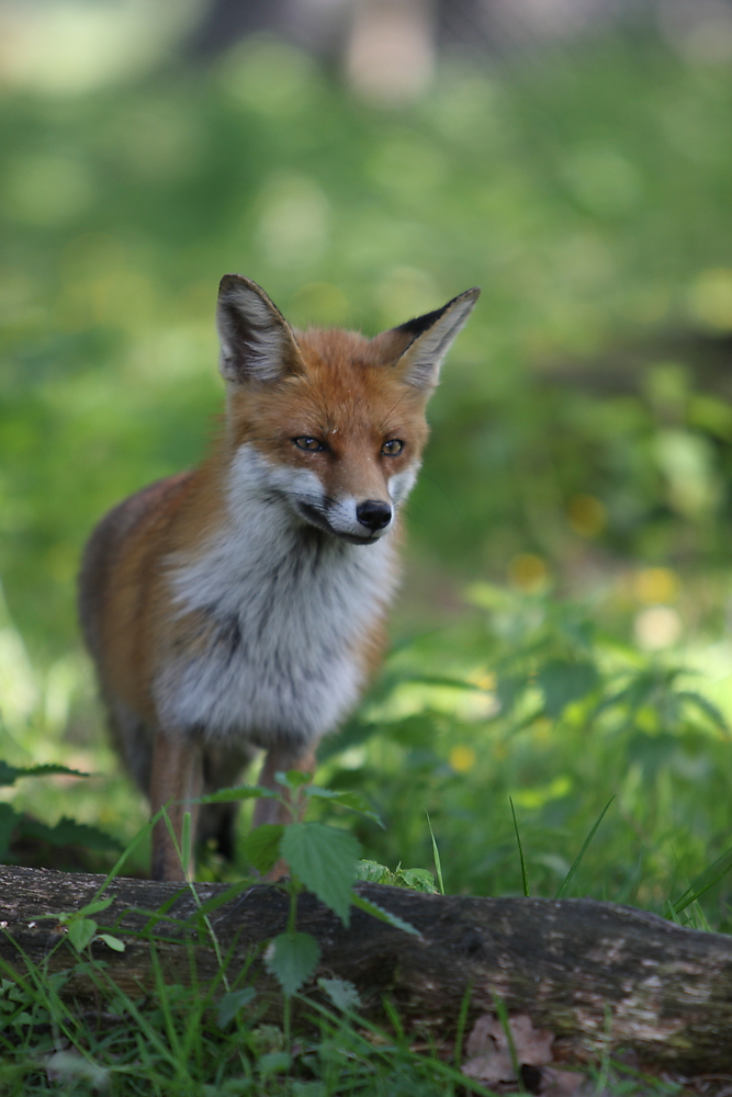 Listiger Blick...