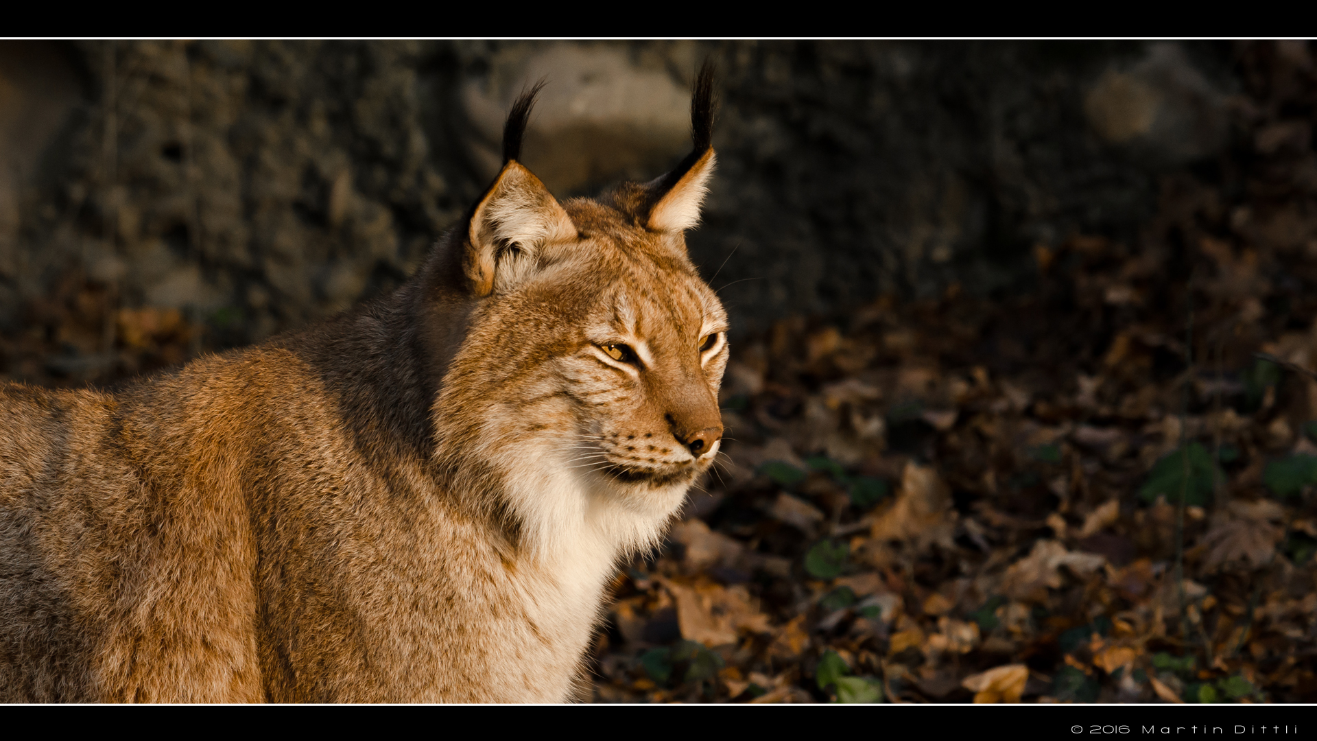 Listiger Luchs