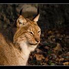 Listiger Luchs