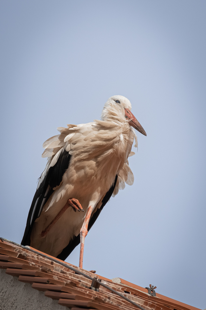 Listiger Storch