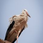 Listiger Storch