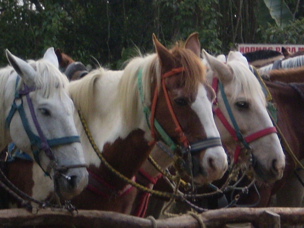 Listos para montar...