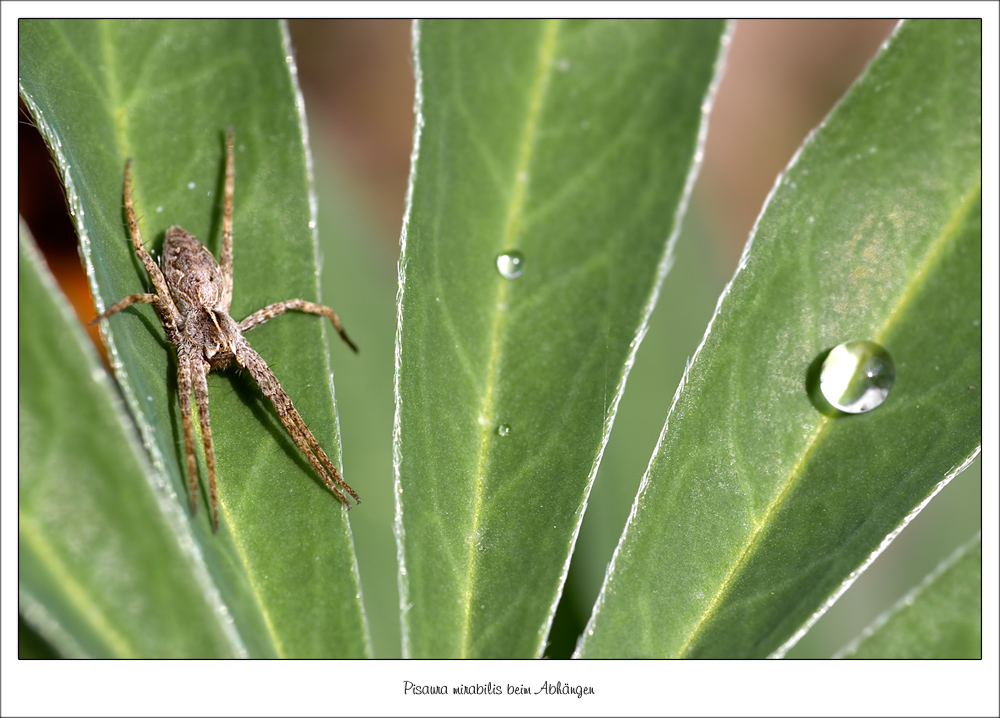 Listspinne