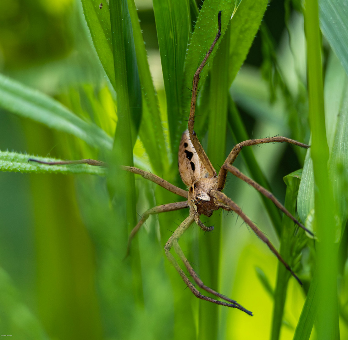 Listspinne