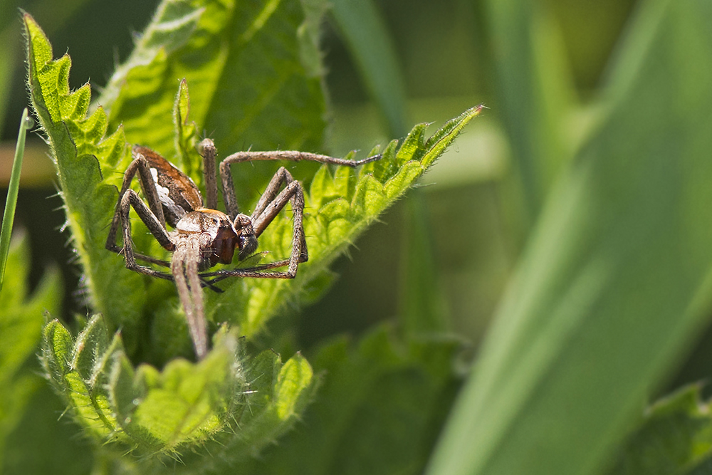 Listspinne