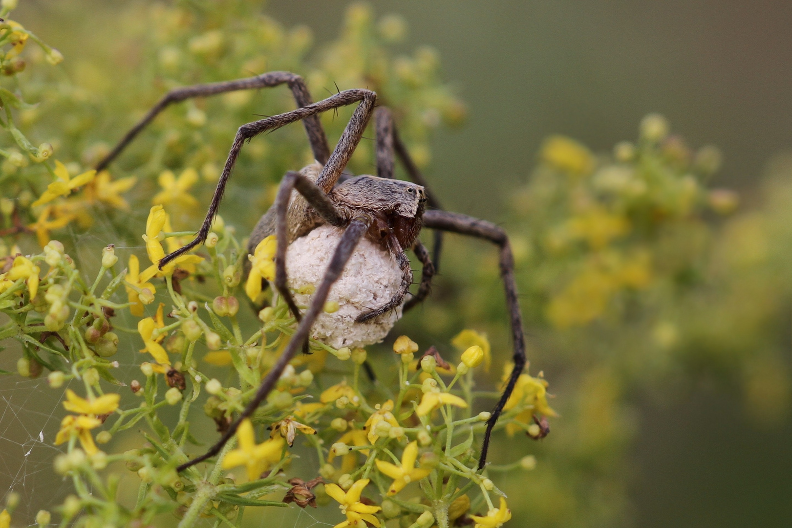 Listspinne