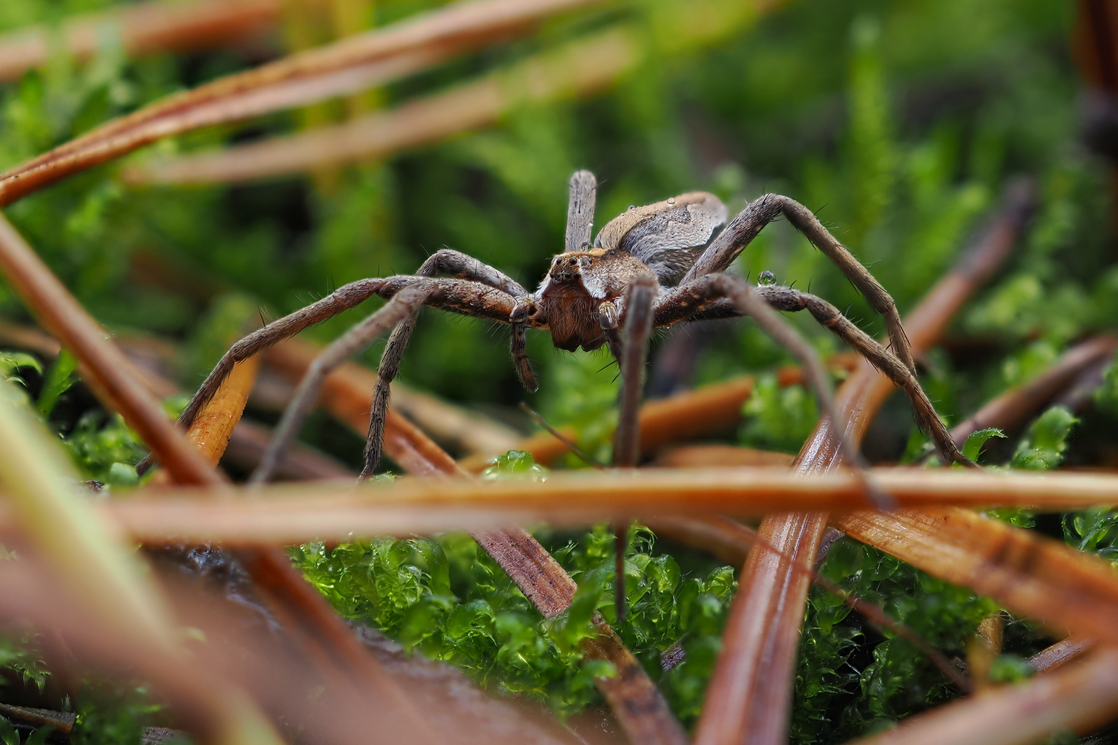 Listspinne