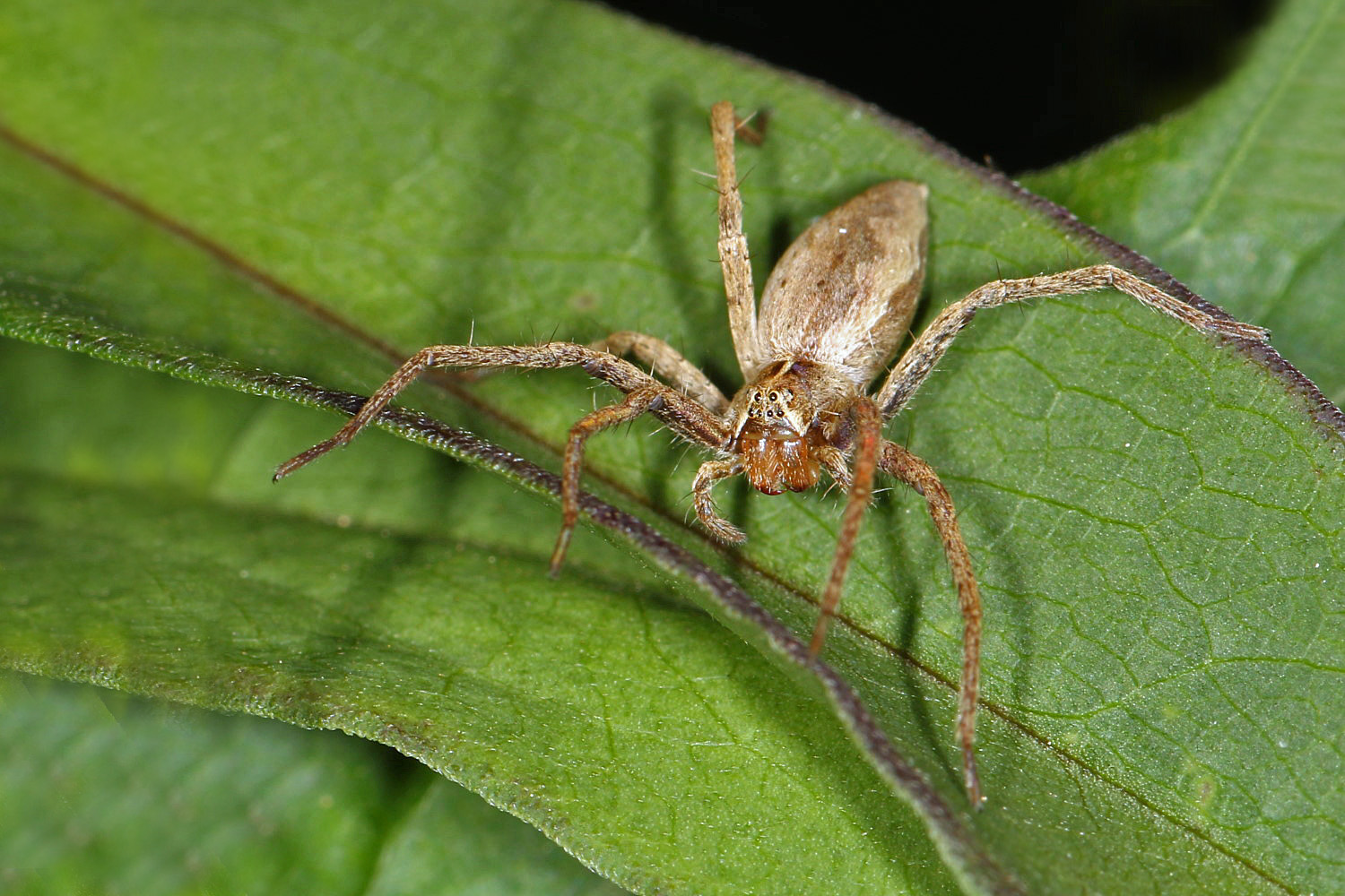 Listspinne