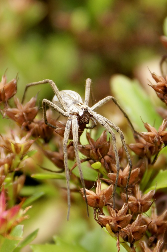 Listspinne