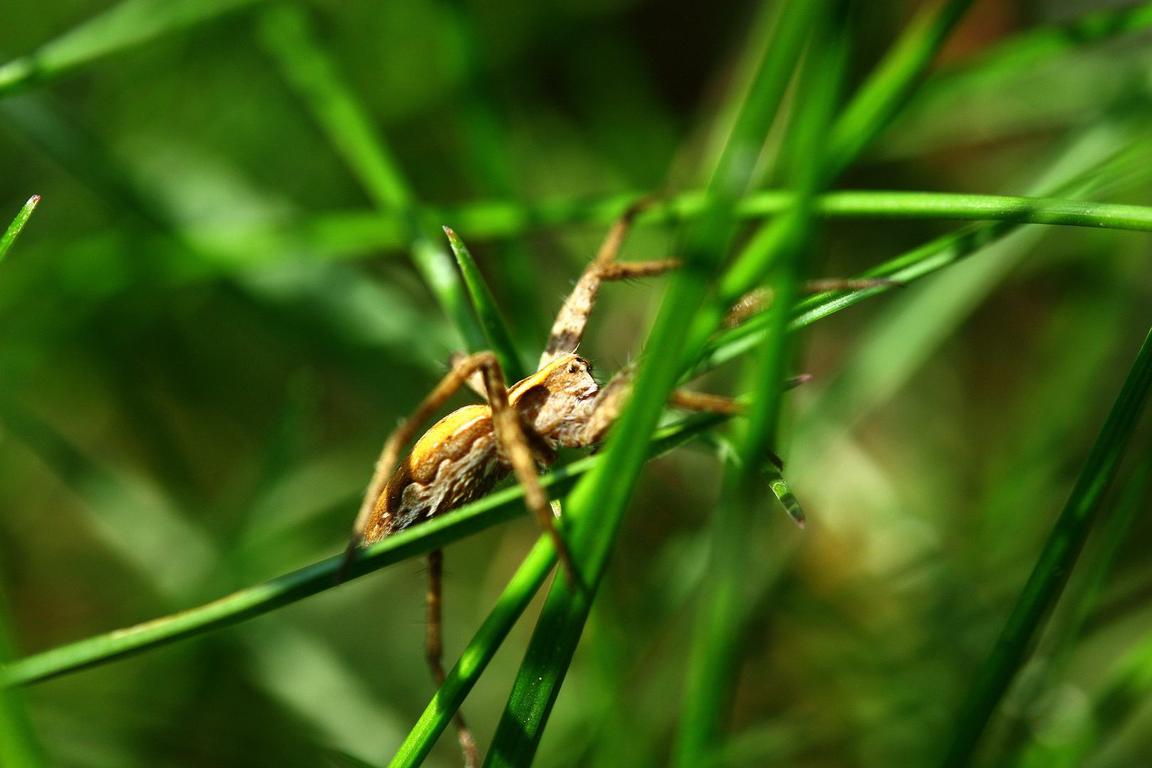 Listspinne