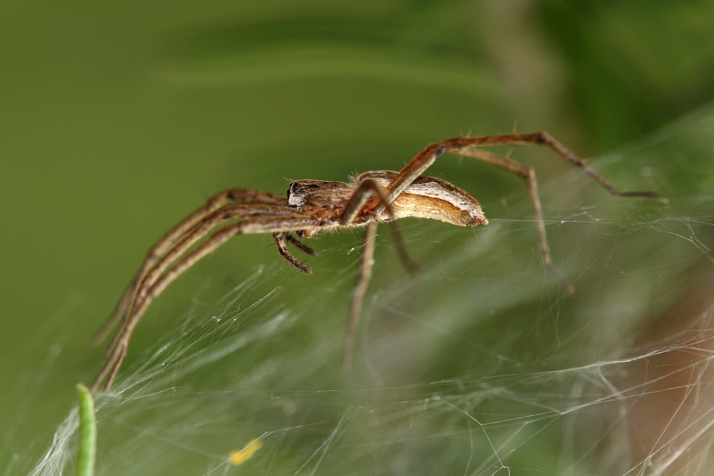 Listspinne