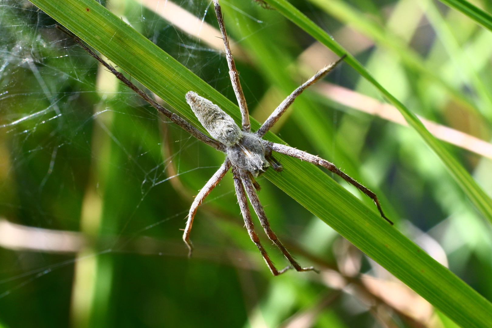 Listspinne