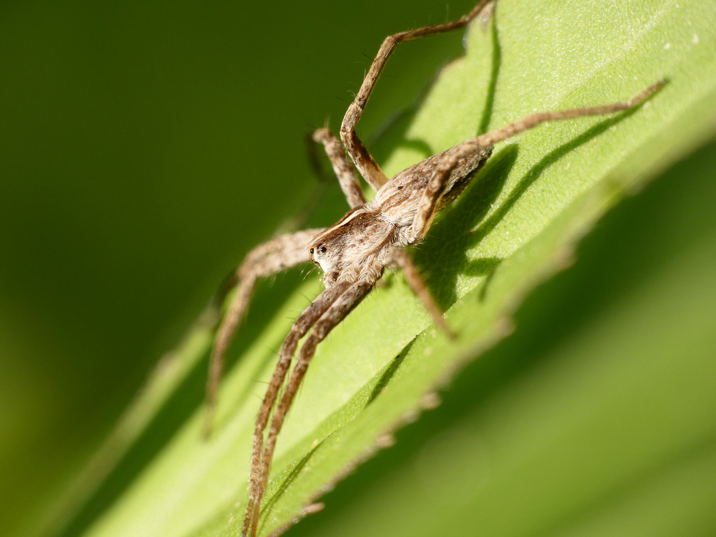 Listspinne