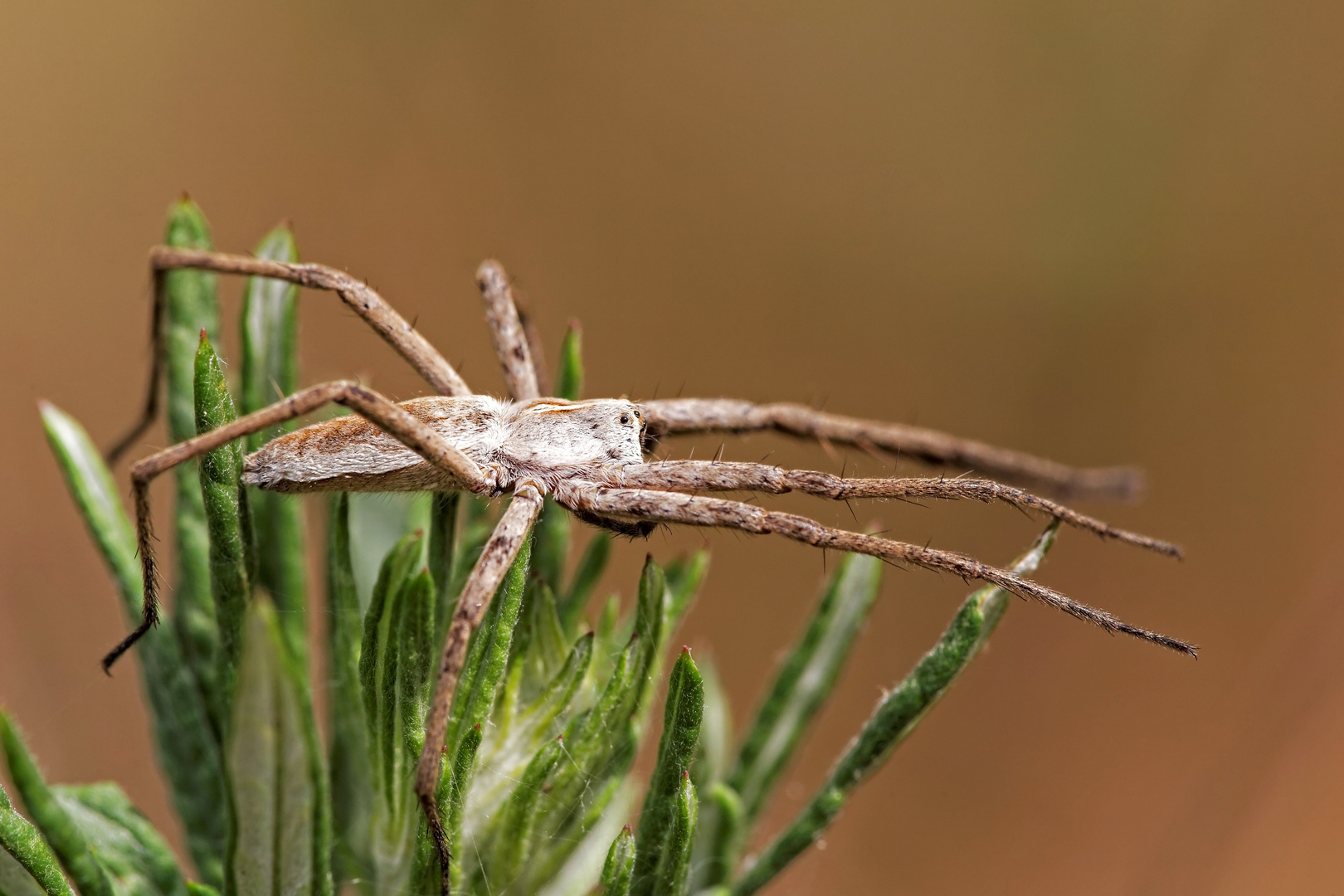 Listspinne