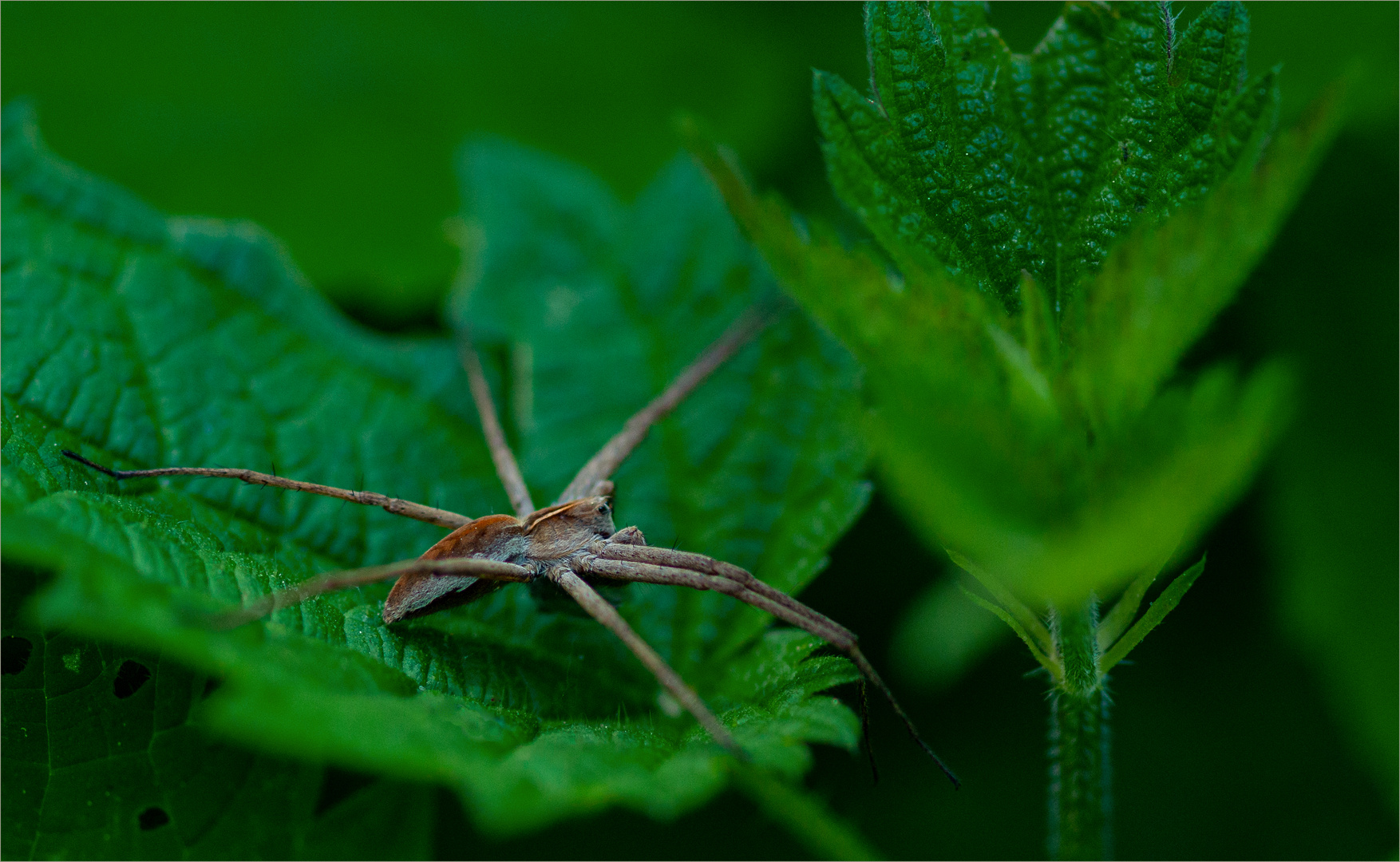 Listspinne