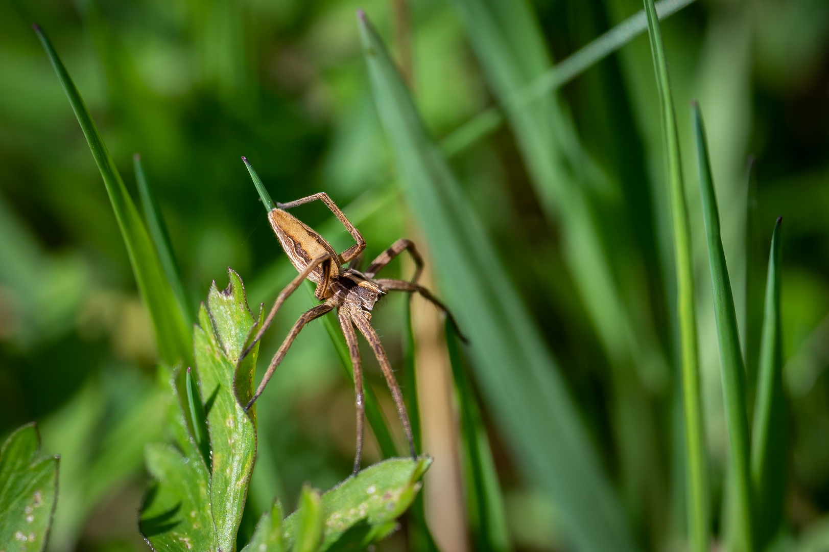 Listspinne