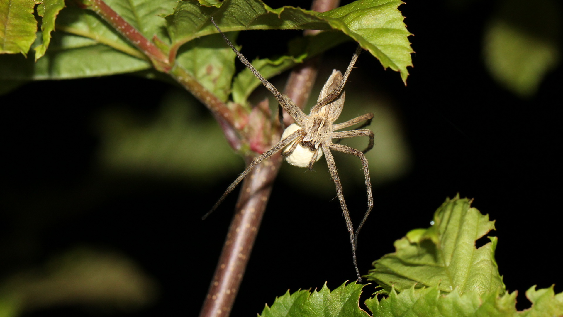 Listspinne