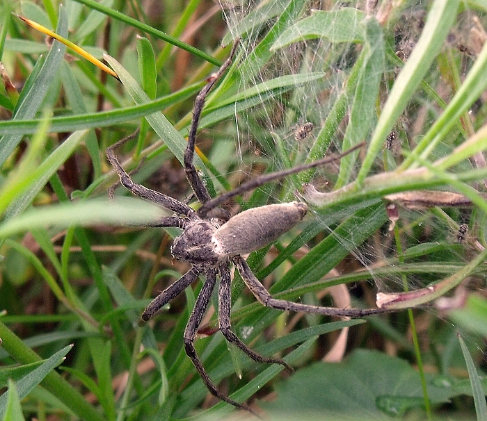 Listspinne