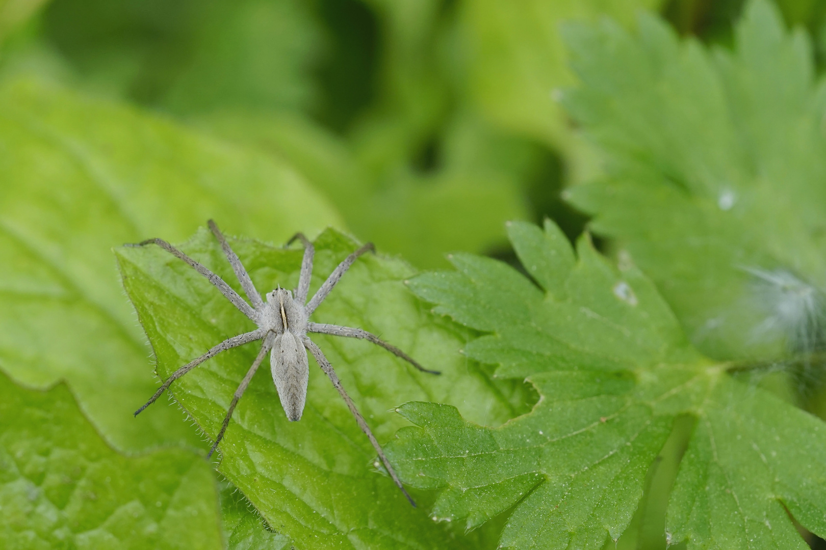 Listspinne