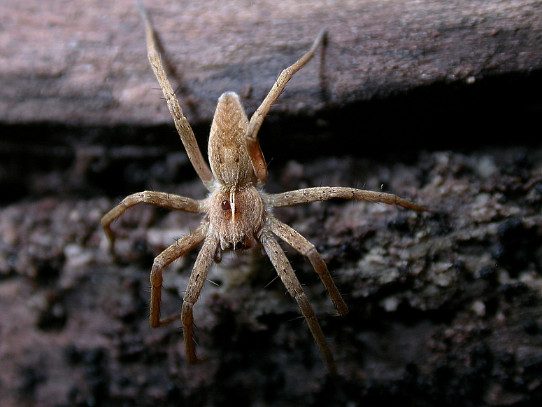 Listspinne