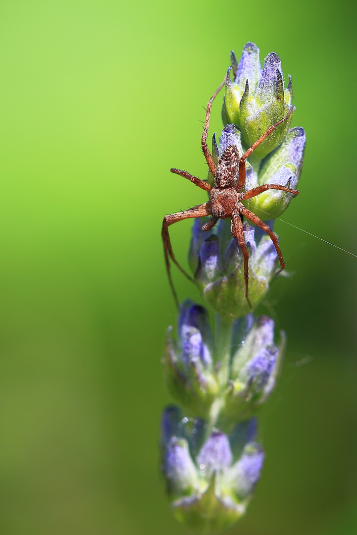 Listspinne