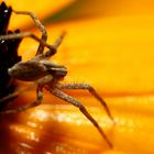 Listspinne am Sonnenhut