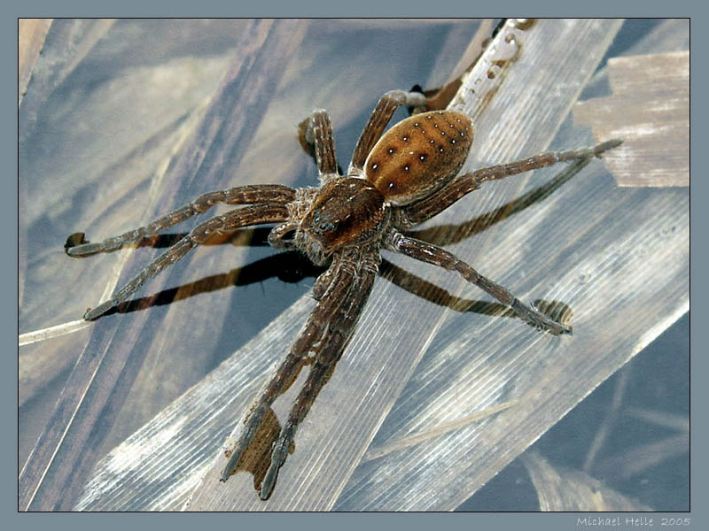 Listspinne am Teich Foto & Bild tiere, wildlife, spinnen Bilder auf