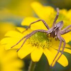 Listspinne auf einer Husarenkopfblume