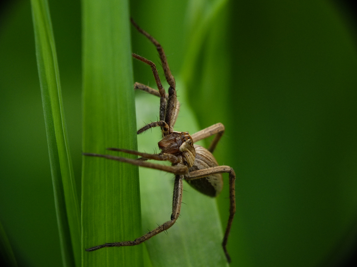 listspinne auf jagt