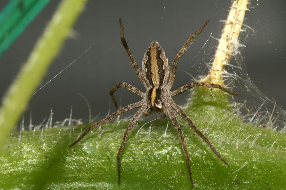 Listspinne