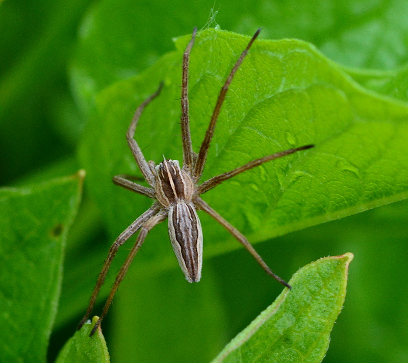 Listspinne