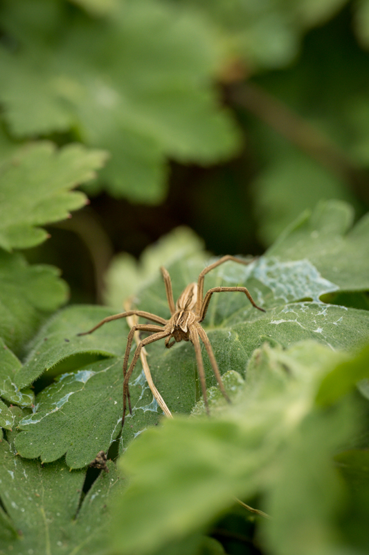 Listspinne