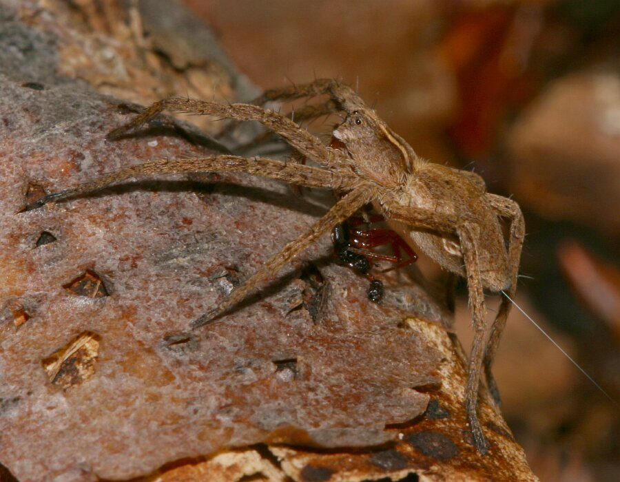 Listspinne bei 4°C