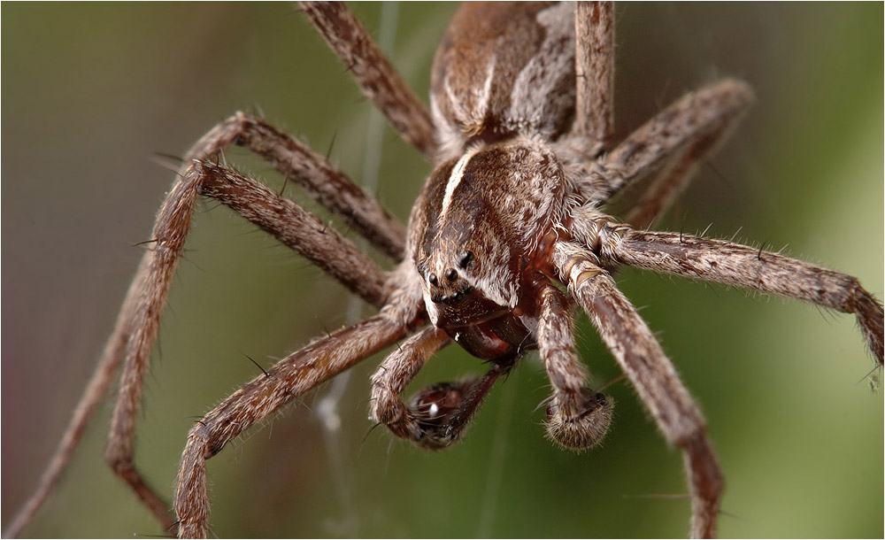 Listspinne bei der Katzenwäsche