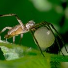 Listspinne (Brautgeschenkspinne) mit Kokon