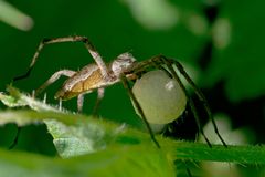 Listspinne (Brautgeschenkspinne) mit Kokon