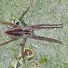 Listspinne