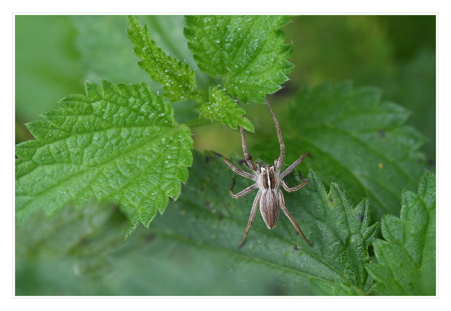 Listspinne