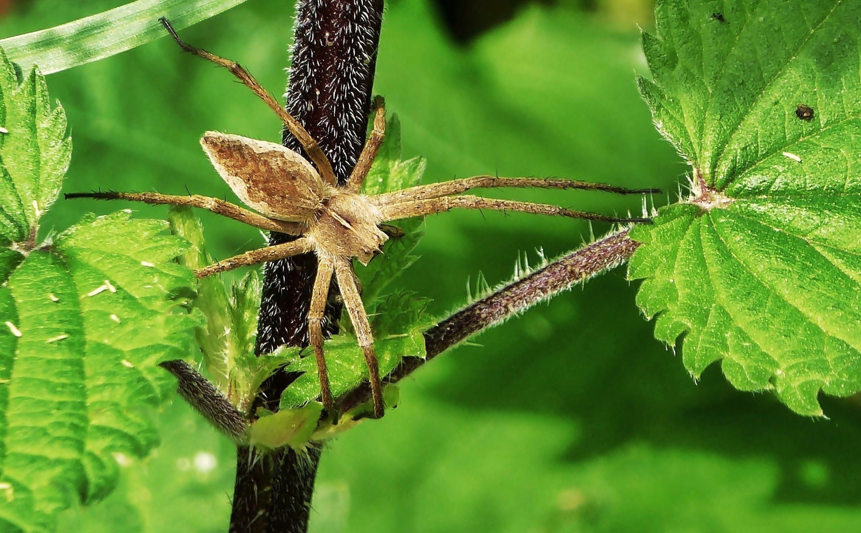 Listspinne