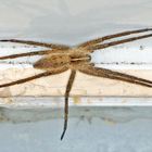 Listspinne