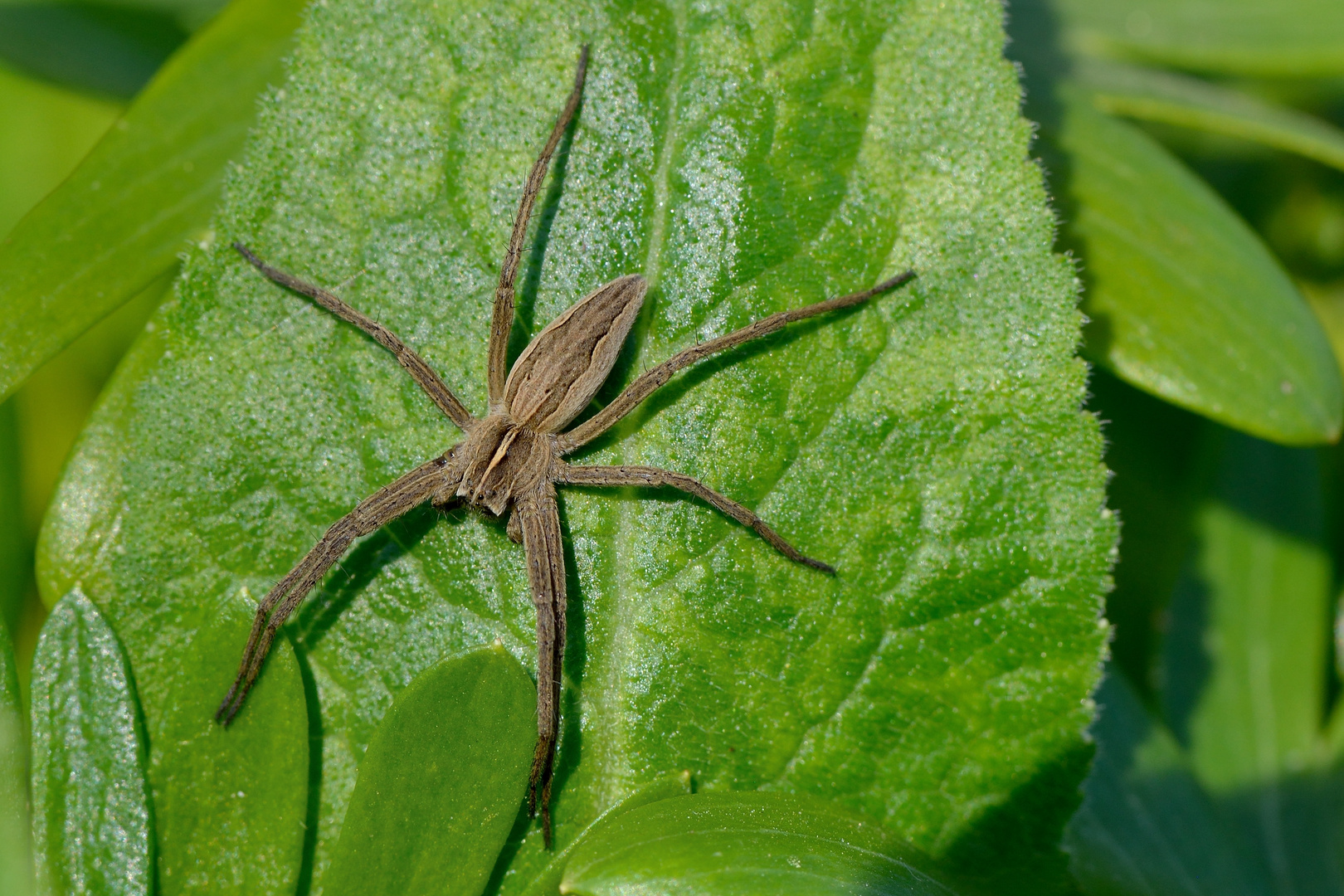 Listspinne