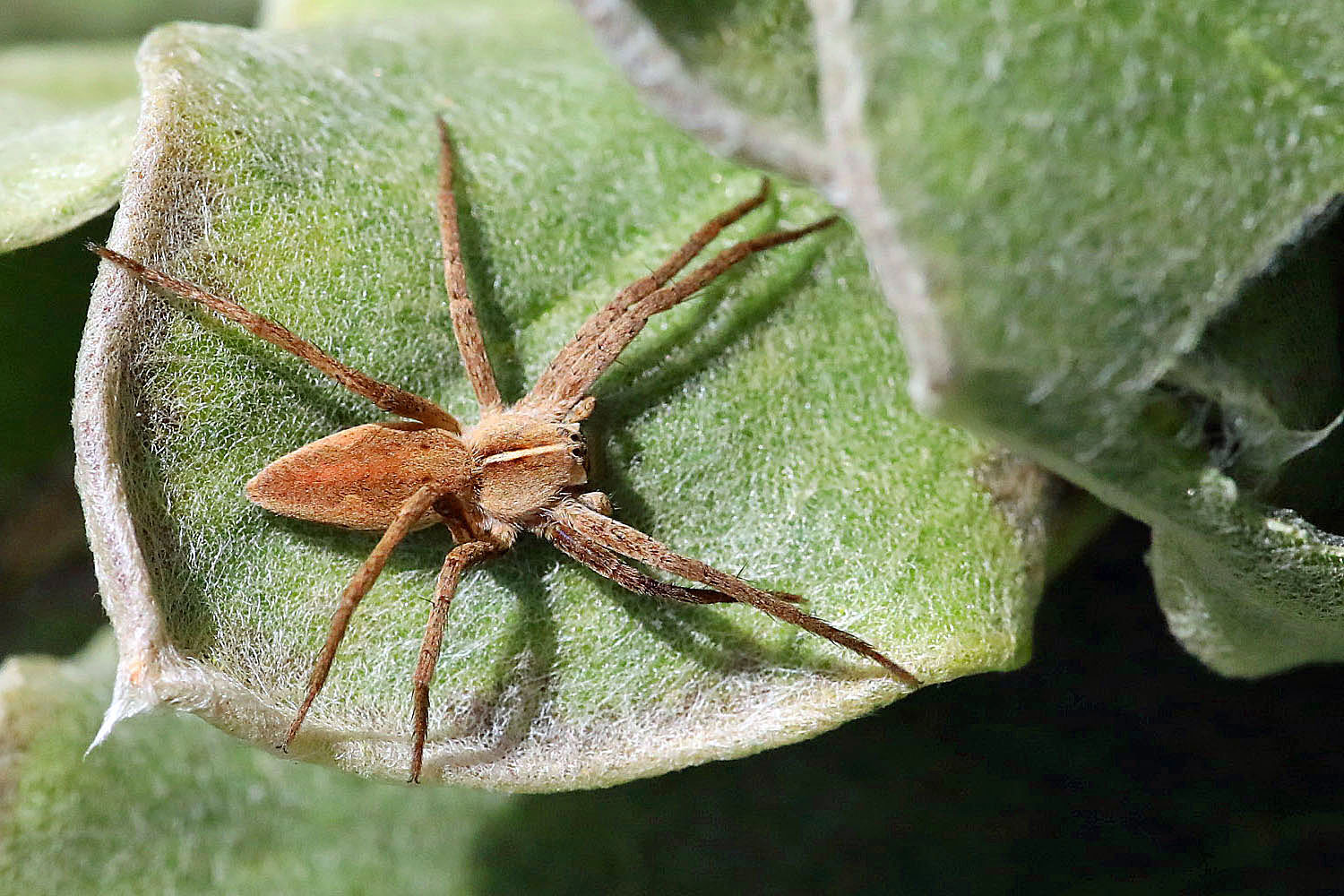 Listspinne im Garten