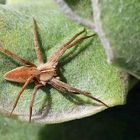 Listspinne im Garten