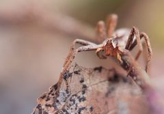 Listspinne im Garten